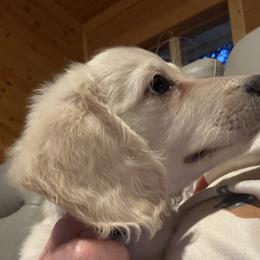 RTG Cream piebald longhair - Cream male Dachshund puppy in Helenville, Wisconsin from Remarkable Doxies