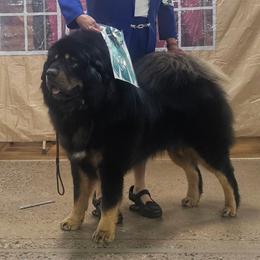 Houston - Tibetan Mastiff