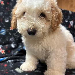 Theodore - male Poodle puppy in Greensburg, Kentucky from Doodle Me Crazy