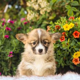 Gabby - Sable female Pembroke Welsh Corgi puppy in Caliente, California from Rafter Cross 7