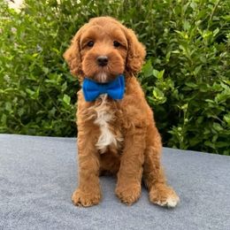 Archer - Red male Australian Labradoodle puppy in Lake Zurich, Illinois from Rellie  Labradoodles