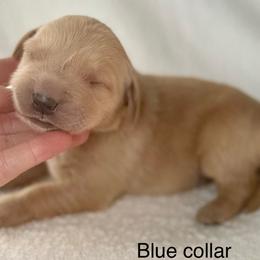 Telluride- light blue collar - Golden male Golden Retriever puppy in Colorado Springs, Colorado from Mercy Mountain Bernedoodles