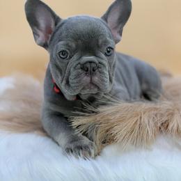 Lollipop - Blue female French Bulldog puppy in Colorado Springs, Colorado from Heaven Lee French Bulldogs
