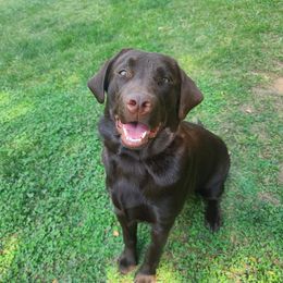 Willow - Labrador Retriever