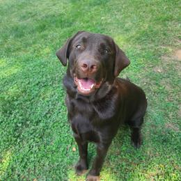 Willow - Labrador Retriever