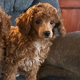 Brice - Red  male Poodle puppy in Cabool, Missouri from Rafter B Farms