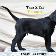 Flat-Coated Retriever Puppies from DesertFire Flat-Coated Retrievers