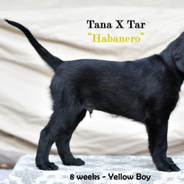 Flat-Coated Retriever Puppies from DesertFire Flat-Coated Retrievers