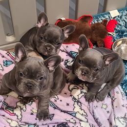 French Bulldog Puppies from LMD Frenchies