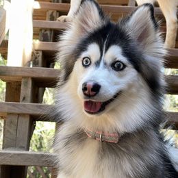 Jeweliet - Pomsky
