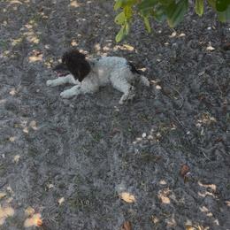 AKC Opal genetically cleared - Phantom female Poodle puppy in Holiday, Florida from In the Name of Fluff