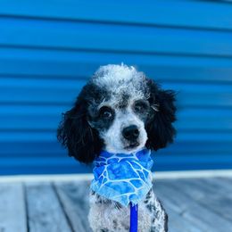 Dutton - Bernedoodle