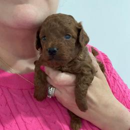Rhodi - Red  male Poodle puppy in Houston, Texas from Texas Toy Poodles