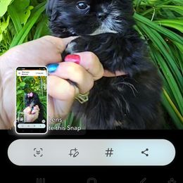 Girl 4 - Black white and silver female Shih Tzu puppy in Willard, Utah from Shih-tzu Queen