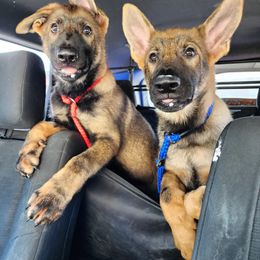 German Shepherd Puppies from Royalty German Shepherds