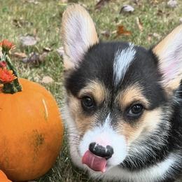 Pembroke Welsh Corgis from Snowy River Pembroke Welsh Corgis