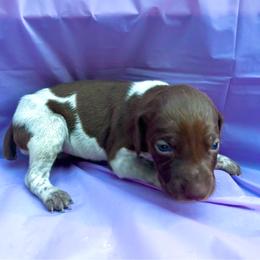 Pastel pink collar - Liver and white female German Shorthaired Pointer puppy in Fremont, Nebraska from Weiland GSP's