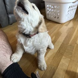 Golden Retriever Puppies from Evergreen Goldens