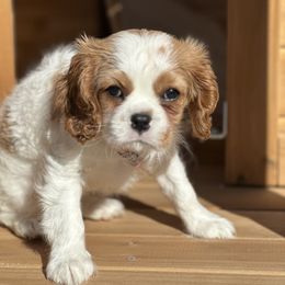 Cavalier King Charles Spaniel Puppies from Cassie’s Cavaliers