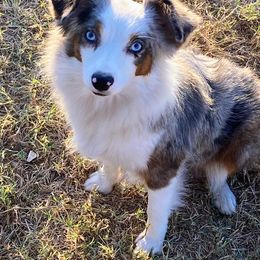 Sterling - Toy Australian Shepherd