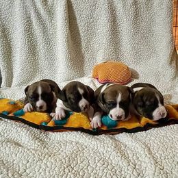 American Staffordshire Terrier Puppies from Tradewind American Staffordshire Terriers