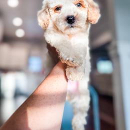 Dolce - Parti male Goldendoodle puppy in Belton, South Carolina from Poodley Doodley Doo