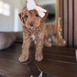 Melody green collar - Apricot female Goldendoodle puppy in Queen Creek, Arizona from Sunny Doodles