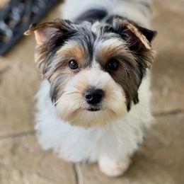 Biewer Terrier, Morkie, and Yorkshire Terrier All Grown Up from Blue Ridge Mountain PuppiesTM️