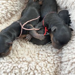 Yorkshire Terrier Puppies from Yorkie Manor Country Club