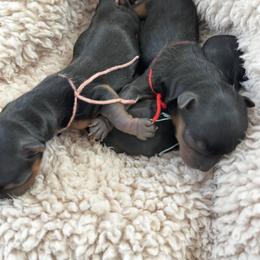 Yorkshire Terrier Puppies from Yorkie Manor Country Club