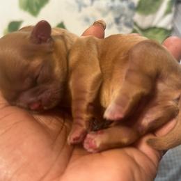 Baby Tyson - Red male Shih Tzu puppy in Detroit, Michigan from Friends4everkennel LLC