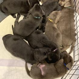 Dilute Retriever Puppies from Summer Lovin’ Labradors of Southern