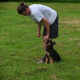 German Shepherd Puppies from Riverline Shepherds
