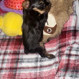Yorkshire Terrier Puppies from Heaven_sent_toy_yorkies
