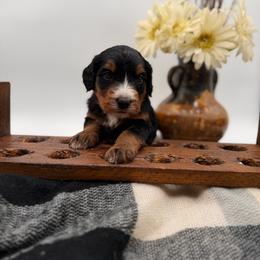 Slate - Tri-color male Bernedoodle puppy in Ocala, Florida from Bernedoodles of Florida