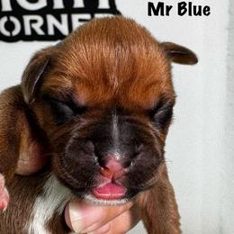 Mr Blue - Fawn male Boxer puppy in Palm Coast, Florida from Starlight Boxer Corner