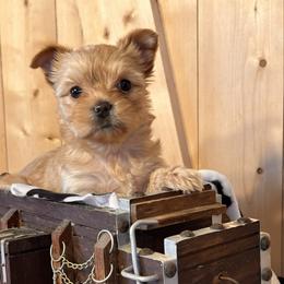 Armani - Gold male Yorkshire Terrier puppy in Howe, Oklahoma from Ray Holder