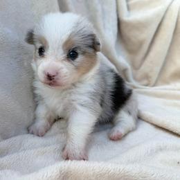 Blue Merle Male - Blue merle and white male American Corgi puppy in Okeechobee, Florida from Gold Coast Corgis