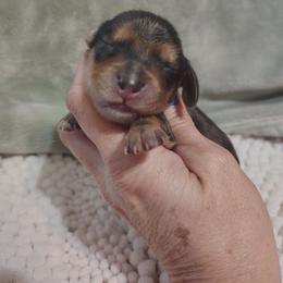 Puppy 1 - Dapple male Dachshund puppy in Clayton, Indiana from Love Struck Miniature Dachshunds