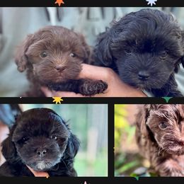 Maltipoo puppies from Boujee Life Depot