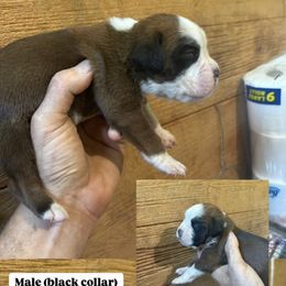 Black - Fawn male Boxer puppy in Ohio from S & B Boxers