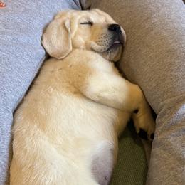 Labrador Retrievers from Lone Oak Pups