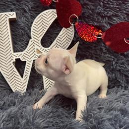 French Bulldog Puppies from The Frenchie Lady Co.