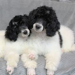 Assorted Doodle Crosses, Bernedoodle, Goldendoodle, and Poodle Puppies from Paramount Family Doodles