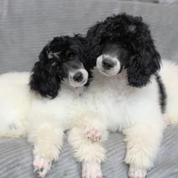 Assorted Doodle Crosses, Bernedoodle, Goldendoodle, and Poodle Puppies from Paramount Family Doodles