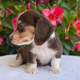Derrick - Chocolate and cream male Dachshund puppy in Fayetteville, North Carolina from RRD