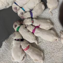 Female - Light golden female Golden Retriever puppy in Myakka City, Florida from MC Goldens