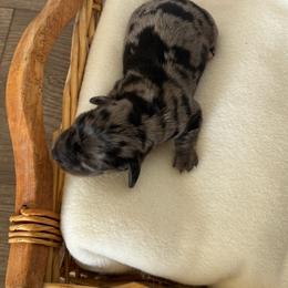 Boy 1 - Dapple male Dachshund puppy in Enoch, Utah from Juniper Ridge Dachshunds
