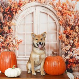 Shiba Inu Puppies from Bluebonnet Shibas