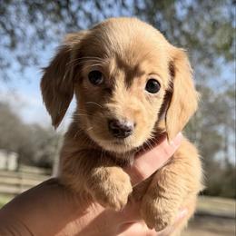 Dachshund puppies from Dixie Chic Frenchies , Dachshunds & Poodles